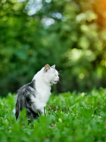 Fome Cinza Branco Gato Sentado Grama Lambendo Seus Lábios — Fotografia de Stock