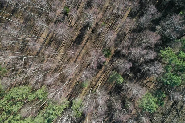 Jarní Lesní Pohled Shora Letecká Fotografie Dronu — Stock fotografie