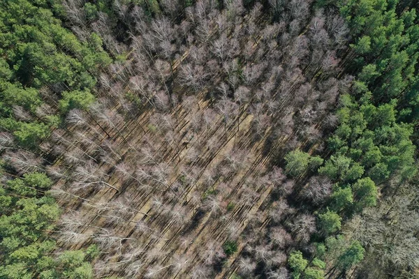 pine forest top view aerial photography from a drone