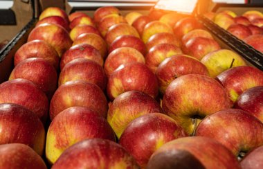 Elmalarla dolu bir hayat. Güzel olgun elmalardan oluşan bir grup sana eşit derecede yakın uzanır.