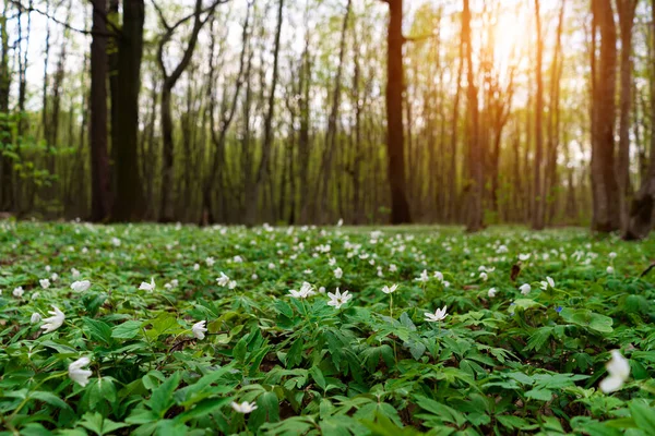 Bahar Ormanında Çiçek Çayırı — Stok fotoğraf