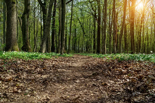 Bahar Ormanındaki Orman Yolu — Stok fotoğraf