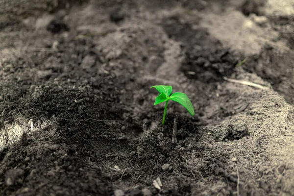 Jeune Semis Concombre Dans Sol — Photo