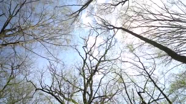 Panorama Nieba Przez Pnie Drzew — Wideo stockowe