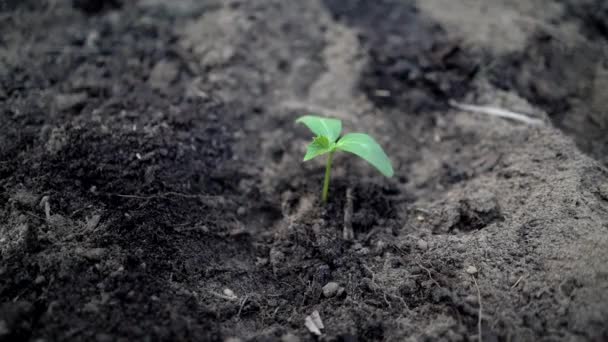 Giovane Piantina Semenzaio Cetriolo Nel Terreno — Video Stock