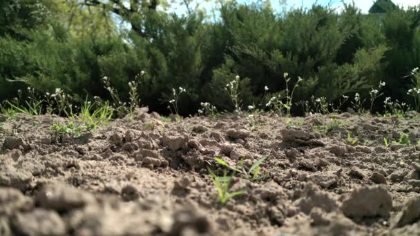 Grass Sways Wind Panorama Shoulder Close — Stock Video