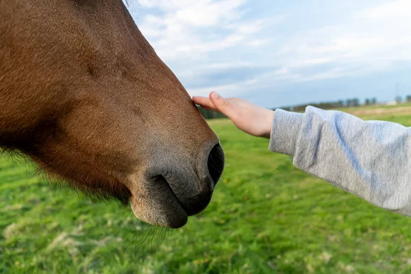 Main Touche Tête Cheval Près — Photo