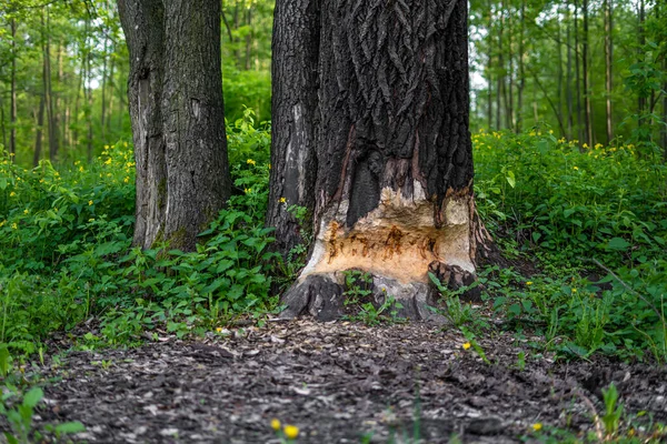 비버가 갉아먹는 나무의 — 스톡 사진