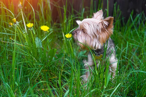 Perro York Terrier Huele Una Flor Amarilla — Foto de Stock