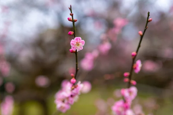 Flores de ameixa rosa em um fundo embaçado — Fotografia de Stock
