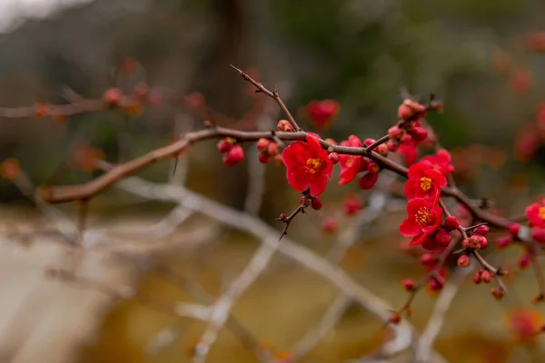 Vermelho flores marmelo japonês em um fundo borrado — Fotografia de Stock