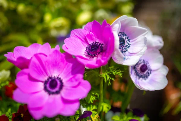 Světle a tmavě růžové sasanky květiny — Stock fotografie