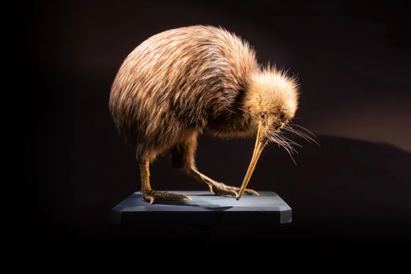Mounted North island brown kiwi bird