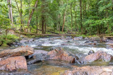 Voltaire Nehri 'nde Akıntı, Amazonya, Fransız Guyanası 