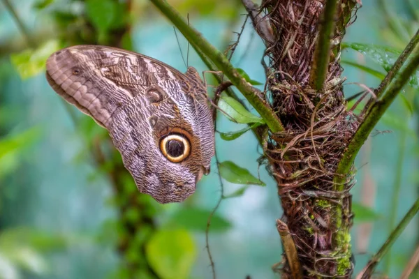 Mariposa del búho, Guayana Francesa — Foto de Stock