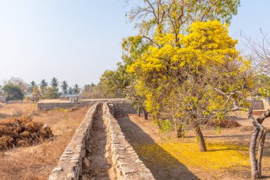 Hindistan 'ın Hampi şehrindeki sarı çiçek ağacı.