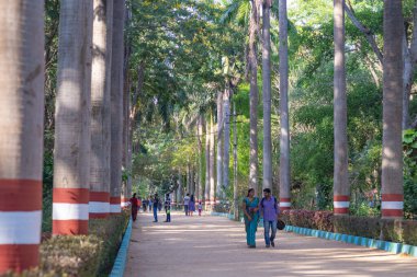 Mysore, India - March 11, 2018: A couple strolling on a palm tree alley in a park near Karanji Lake, with other people in the background.