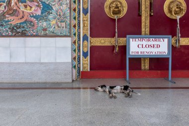 Bylakuppe, Karnataka, India - March 15, 2018: Sleepy dog and temporarily closed for renovation sign at the Namdroling Tibetan, Monastery