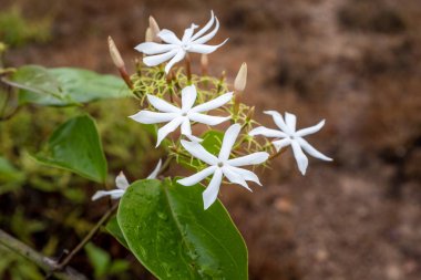 Bulanık yeşil ve kahverengi arkaplan ile yakından görülen vahşi bir yasemin çiçeği, Madikeri, Hindistan