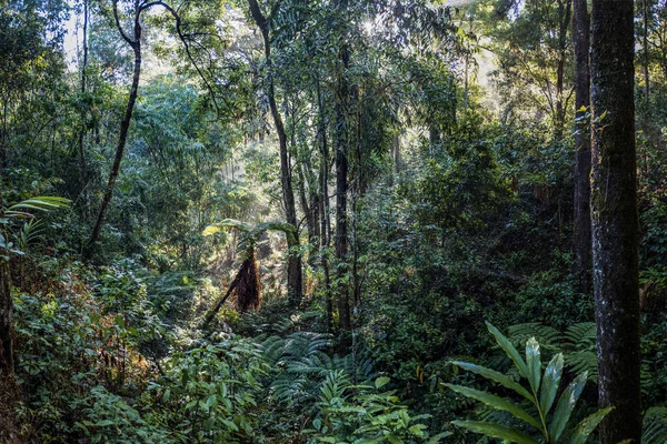 Batı Ghat 'lerinde sabah orman manzarası, güneş ışınları ve yemyeşil bitki örtüsü, Madikeri, Hindistan