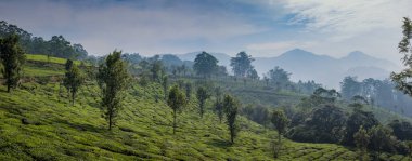 Dağların panoramik manzarası ve çay tarlaları. Güneşli bir bahar sabahı Munnar, Kerala, Hindistan yakınlarındaki Chithirapuram View Point 'te çekildi.