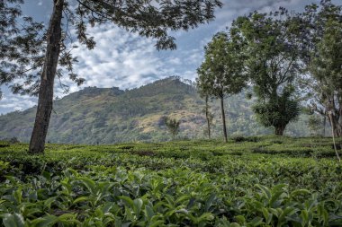 Dağları ve çay tarlalarını görüyorum. Güneşli bir bahar sabahı Munnar, Kerala, Hindistan yakınlarındaki Chithirapuram View Point 'te çekildi.