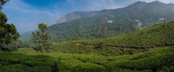 Vista Panorâmica Das Montanhas Plantações Chá Tomado Durante Uma Manhã — Fotografia de Stock