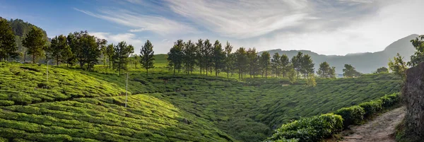 Dağların panoramik manzarası ve çay tarlaları. Güneşli bir bahar sabahı Munnar, Kerala, Hindistan yakınlarındaki Chithirapuram View Point 'te çekildi.