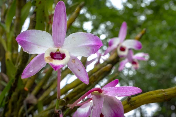 Orchidea Rosa Bianca Con Rugiada Sfondo Sfocato Vietnam — Foto Stock