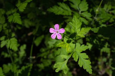 Herb-Robert 'ın tek bir çiçeği - Geranium robertianum, koyu yeşil arka planla çelişen pembe çiçek, Fransa