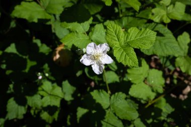 Avrupa böğürtleninin tek bir çiçeği Rubus fruticosus, koyu yeşil arka planla çelişen beyaz çiçek, Fransa