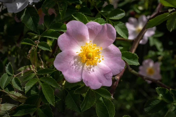 Uma Única Flor Rosa Cão Rosa Canina Flor Rosa Com — Fotografia de Stock