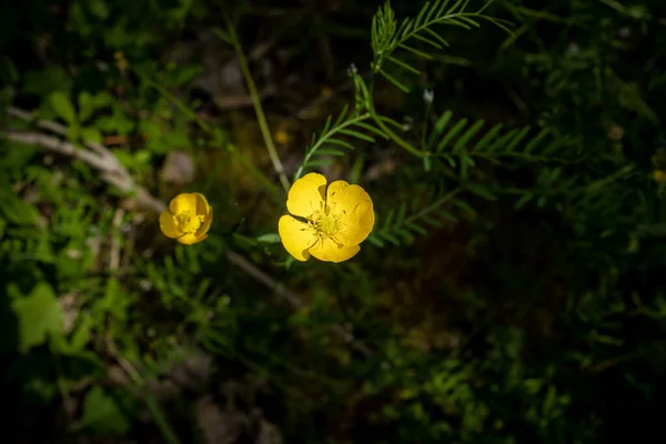 两种草甸的蝴蝶花 仙人掌花 黄色的花与深绿色的背景形成鲜明对比 — 图库照片