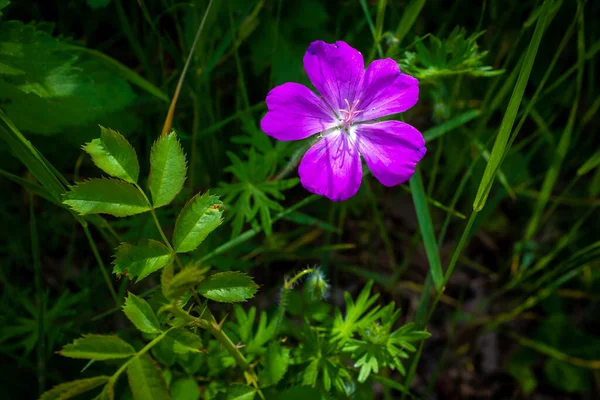 Jedna Jediná Květina Bloody Geranium Geranium Sanguineum Fialový Květ Ostře — Stock fotografie