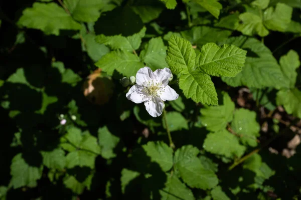Avrupa böğürtleninin tek bir çiçeği Rubus fruticosus, koyu yeşil arka planla çelişen beyaz çiçek, Fransa