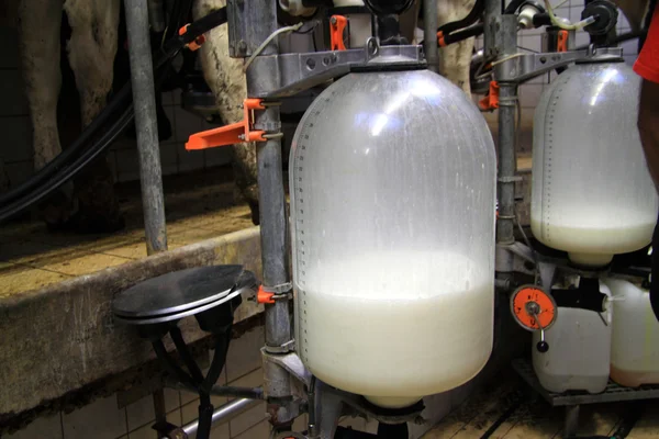 O leite é recolhido nas garrafas — Fotografia de Stock
