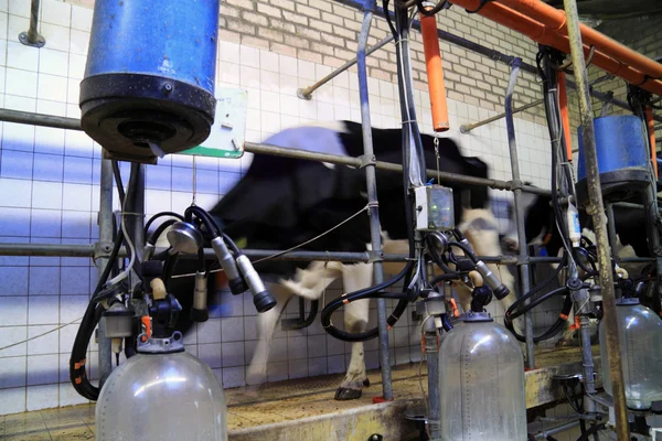 Αγελάδα στέκεται με βάση γαλακτοκομικά προϊόντα — Φωτογραφία Αρχείου