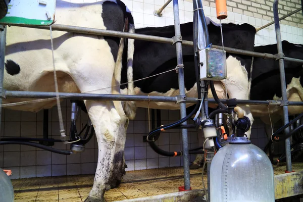 Η αγελάδα γαλακτοπαραγωγής πρέπει να προσφέρουν κορυφαίες επιδόσεις κάθε μέρα — Φωτογραφία Αρχείου