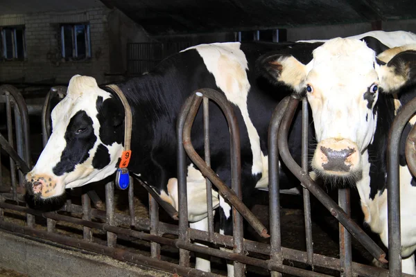 Krowy bez rogi w stodole — Zdjęcie stockowe
