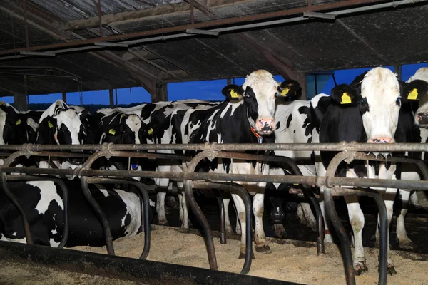 Dünya çapında yaklaşık 250 milyon süt ineği vardır — Stok fotoğraf