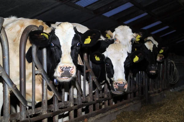 I världen finns det cirka 250 miljoner mjölkkor — Stockfoto