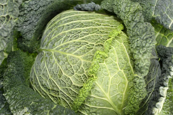 Grönkål är en av de mest hälsosamma grönsakerna — Stockfoto
