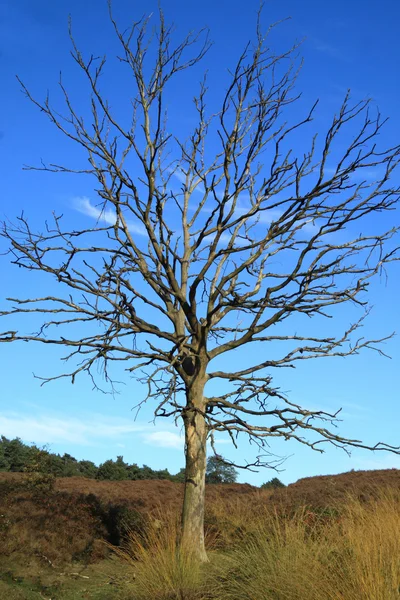 Roble muerto entre el brezo — Foto de Stock