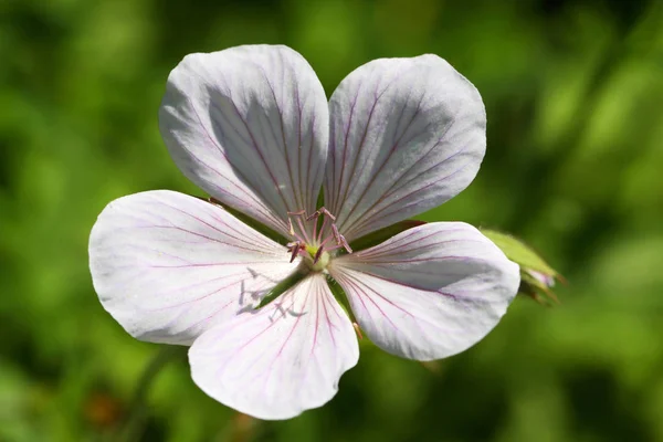 Kaschmir-Weißgeranien-Psilostemon — Stockfoto