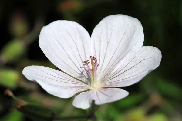 Geranium psilostemon- Kashmir White