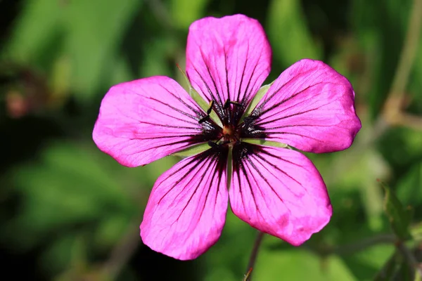 Flor psilostemon de gerânio roxo-violeta escuro — Fotografia de Stock