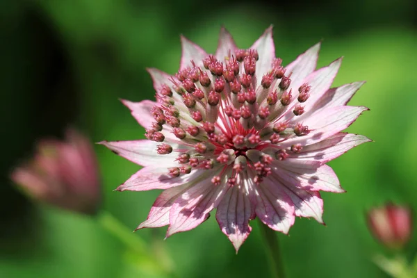 Рожеві Astrantia красиву квітку — стокове фото