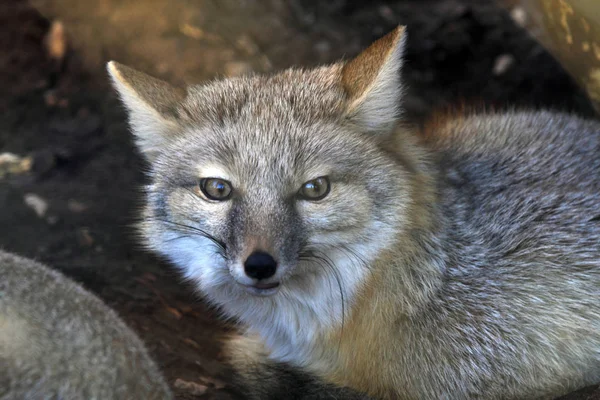 Pequeño Corsac Fox (Vulpes corsac ) —  Fotos de Stock