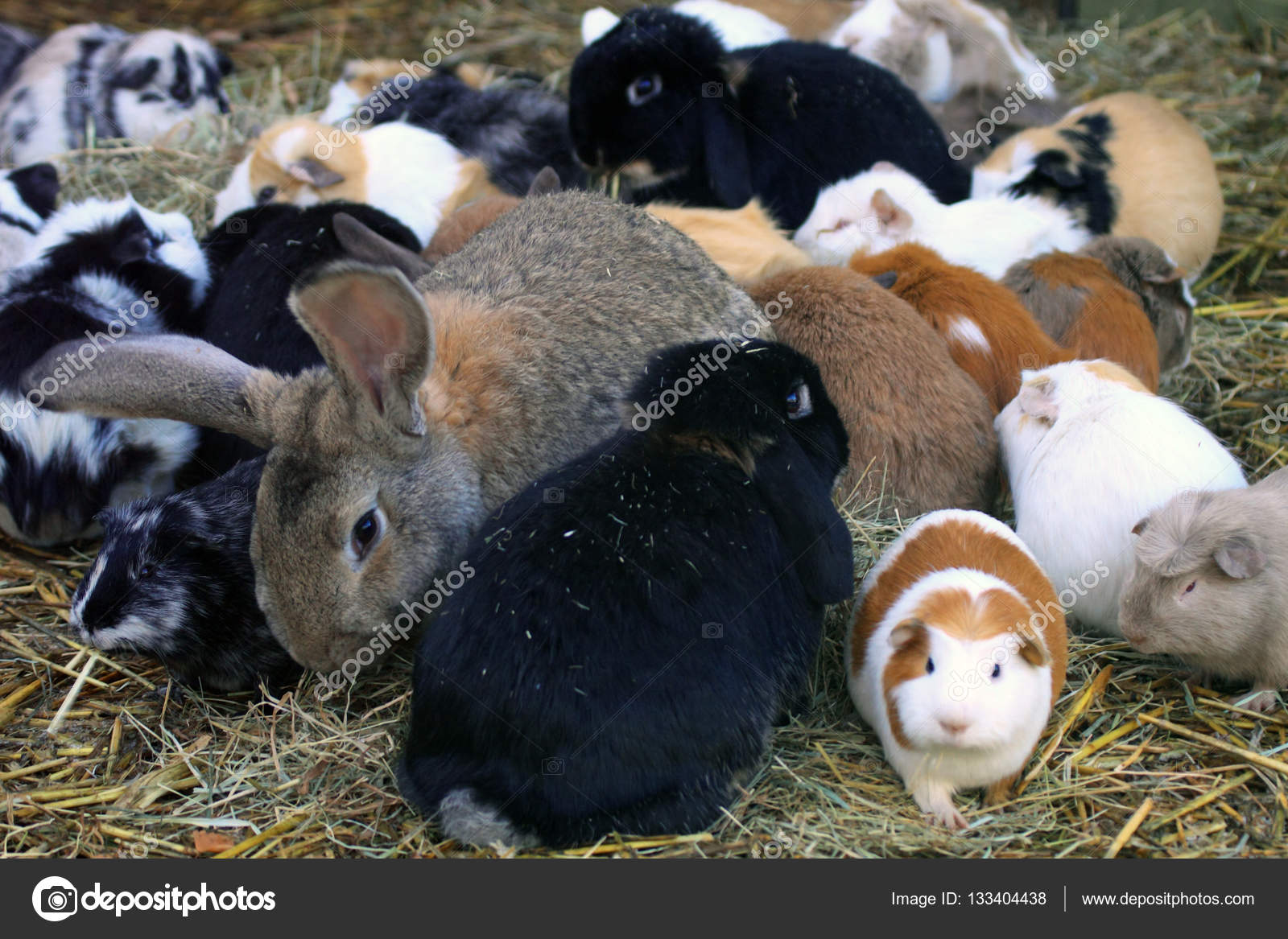 Guinea pigs and rabbits can be good together — Stock Photo © Mayerberg