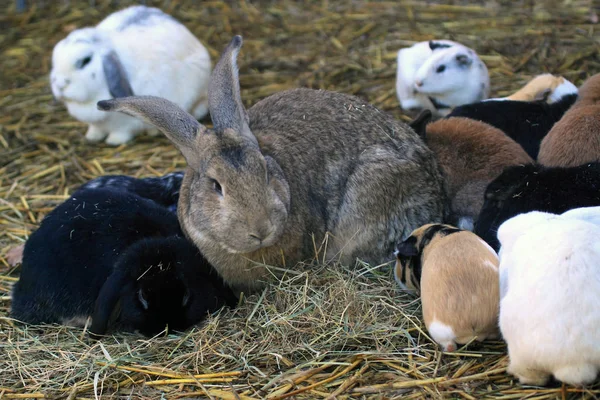 Äng med gnagare, marsvin och kaniner — Stockfoto